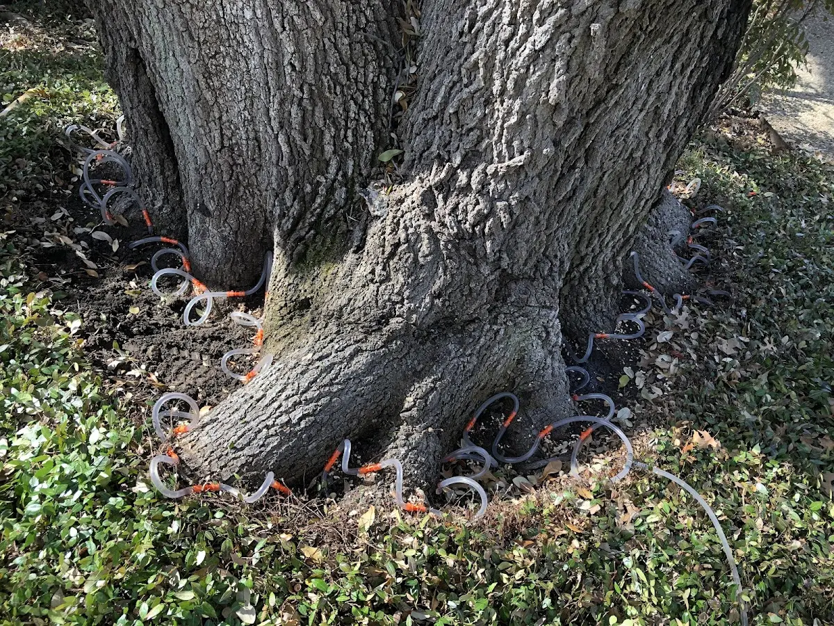 Detailed Tree Cabling and Bracing job site in Wilsons Mills